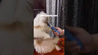 Expectations vs Reality 😂 grooming time | shihtzu dog #shihtzu #dog