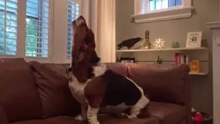 basset hound howling!