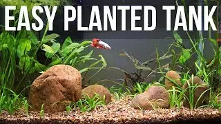 Easy Beginner Planted Tank Overview! 🔥