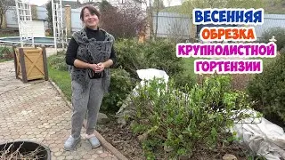 Обрезаю КРУПНОЛИСТНУЮ ГОРТЕНЗИЮ и сразу УКОРЕНЯЮ ЧЕРЕНКИ.