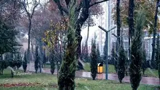 20 ноября 2020 г.