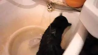 "Кошка, которая любит играть с водой."