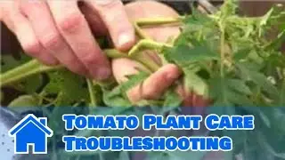 Growing Tomatoes : Tomato Plant Care Troubleshooting