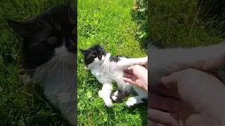 Я подарю вам ландыши котик Кузя 