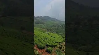 Tea Estates in Glendale Ooty | 