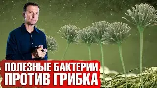 Здоровая микрофлора кишечника: как восстановить микробиом👍