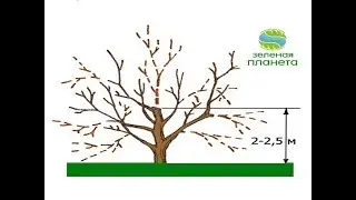 Обрезка старого сада / Как реанимировать старые деревья / Омоложение старого фруктового сада