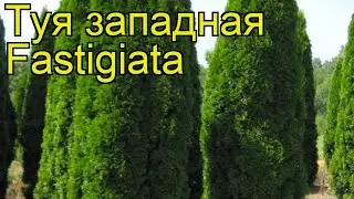 Туя западная Фастигиата. Краткий обзор, описание характеристик thuja occidentalis Fastigiata