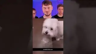Funny Animals 😹