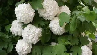 КАЛИНА БУЛЬДЕНЕЖ Футаж