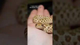 HOGNOSE OWA OWA