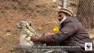 Meet Lolly: The Incredible Snow Leopard of Naltar Valley, Gilgit-Baltistan