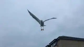 SEAGULL ATTACK