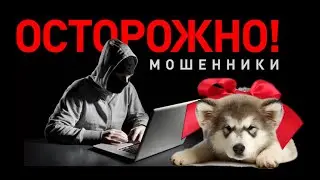 Покупка щенка. Осторожно мошенники!