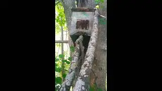 Пчелы в ловушку прилители снимаю