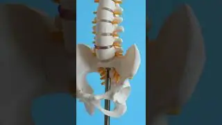 Three types of Joints: 3d illustration  #anatomy #skeleton #Joints