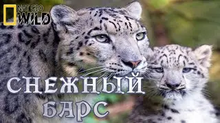 Холодное королевство снежного Барса. #Документальный фильм. National Geographic 12+ HD