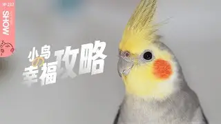 微剧场·《小鸟的幸福攻略》之感恩和你相遇！【马可波罗show】