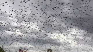 Wildlife photographer captures incredible bat migration in the sky