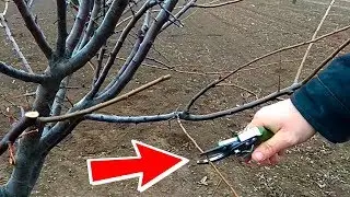 Как правильно обрезать деревья алычи ! / how to prune plum trees