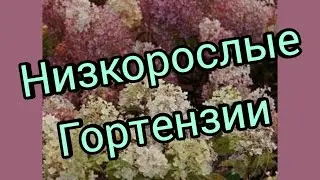 Низкорослые  Метельчатые гортензии. Новинки в моëм саду.