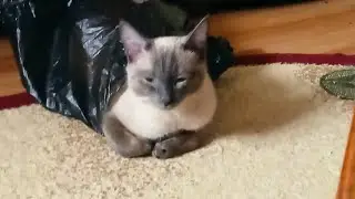 это сэмми клип фото альбом