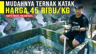 Ternak Katak Lembu Hanya Modal Kolam Kecil Bikin Tajir. Irit Pakan & Bisa Di Ekspor