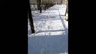 Японский хин Бася - зимняя прогулка ____ Hin Basia - winter walk