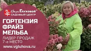 Гортензия метельчатая Фрайз Мельба