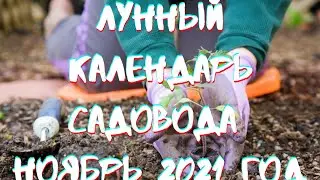 Фазы Луны/Лунный календарь на ноябрь 2021 года/Календарь садовода #лунныйкалендарь #фазылуны