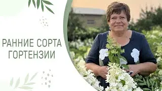 РАННИЕ СОРТА ГОРТЕНЗИИ | КАКИЕ ПОРАДУЮТ УЖЕ В ИЮНЕ