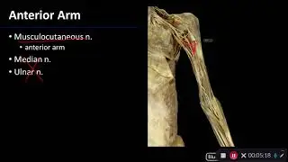 Nerves: Overview of Upper Limb - Dissection Supplement