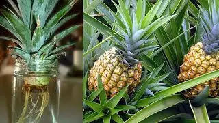 How To Grow Pineapple With Water