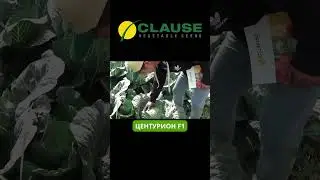 ЦЕНТУРИОН F1 ! Лидер в своём сегменте ! 