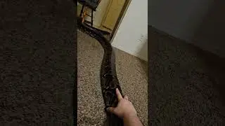 Huge reticulated python