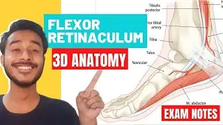 flexor retinaculum of leg anatomy | flexor retinaculum of foot anatomy | flexor retinaculum anatomy