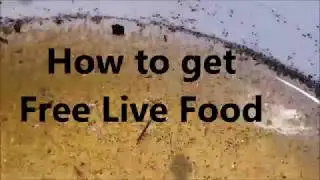 How to get Free Live Fish Food