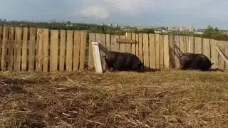 Вьетнамские свиньи/ Vietnamese pig