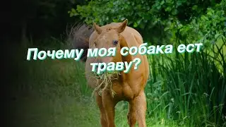 Почему моя собака ест траву?