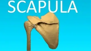 Shoulder blade Or Scapula Anatomy - Bones #3