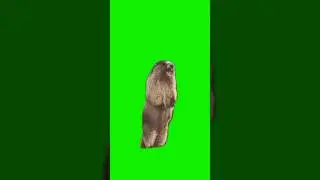 meme marmot haaaaaaaaaa #greenscreen #shorts