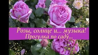 Розы, солнце и...  музыка.  Прогулка по саду.