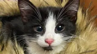 😂 Funniest Cats Videos 😺🐶 || 🥰😹 Hilarious Animal Compilation №698