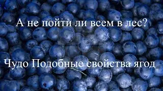 Чудо Подобные свойства ягод - Чудо из Леса