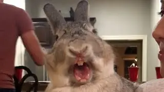 The Giant Rabbit