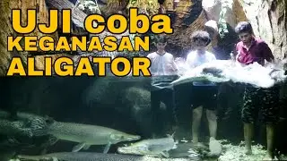 Masuk Tank ALIGATOR Fish