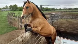 Watch these Funny and Cute Horse Videos 😂 Best Funny Animals Videos Of 2024