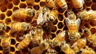 Queen honey bee laying eggs must see