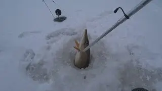 Опасный последний лёд на реке . Завершение сезона твёрдой воды.Рыбалка на жерлицы