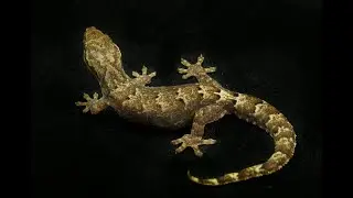 Mourning Gecko Care 101 (with basic cage setup)
